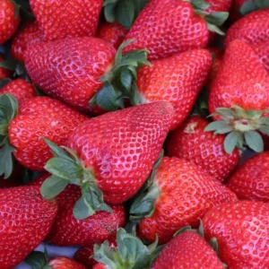 strawberry plants