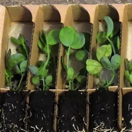 Sweet pea seedling plants in jumbo plugs