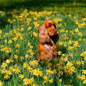 Dog in a field of daffodils