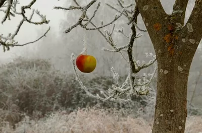 apple hanging on the tree in cold winter