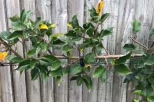 wire trained apple tree espalier branch