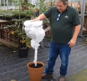 A potted bay tree plant wrapped in fleece to protect it from winter frost